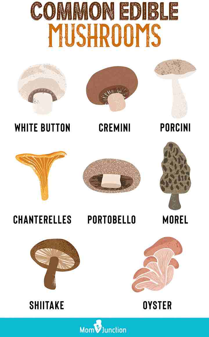 Mushroom And Its Edible Varieties